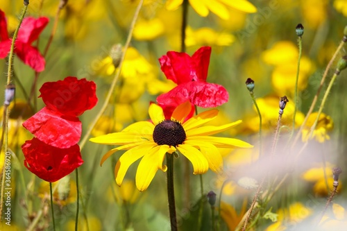 Closeup of isolated yellow coneflower blossom  rudbeckia    in wild flower field. Blurred background with red corn puppies  papaver  and anthemis.  focus on flower in center 