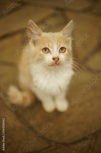 Cute fluffy beige kitten sitting on the old pavement. © Omega