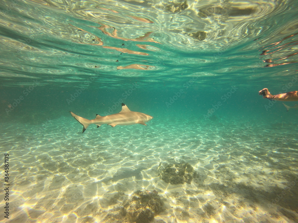 Requin, lagon de Taha'a, Polynésie française