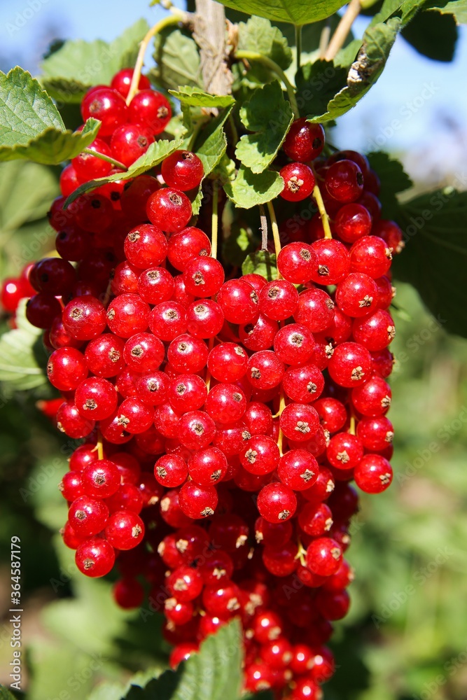Closeup of isolated bright ripe juicy gooseberries (ribes rubrum) hanging on bush in german fruit plantation in summer - Germany Closeup of isolated bright ripe juicy gooseberries (ribes rubrum) hanging on bush in german fruit plantation in summer - Germany