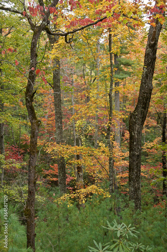 Autumn foliage in Great Smoky Mountains National Park, Tennessee