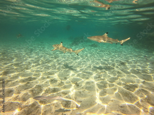 Requins de lagon à Taha'a, Polynésie française © Atlantis
