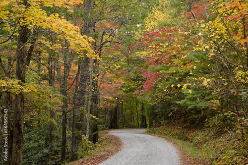 Autumn foliage along Rich Mountain Road out of Cades Cove  Great Smoky Mountains National Park  Tennessee
