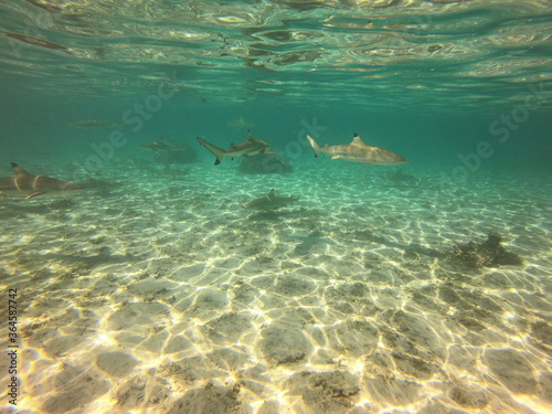 Requins pointes noires à Taha'a, Polynésie française © Atlantis