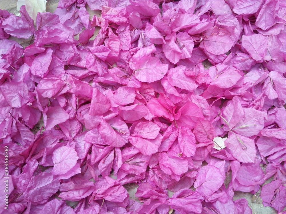 Fresh flowers in the garden when summer is begin Fresh flowers in the garden when summer is begin
