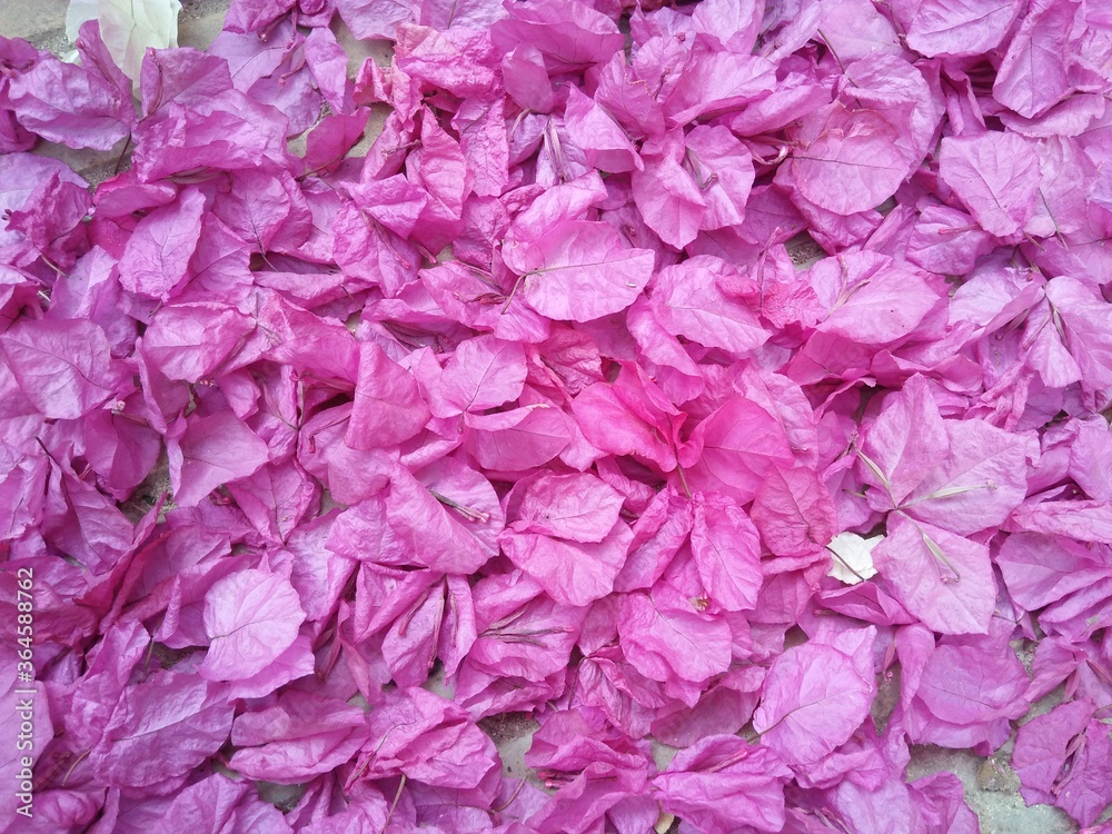 Fresh flowers in the garden when summer is begin