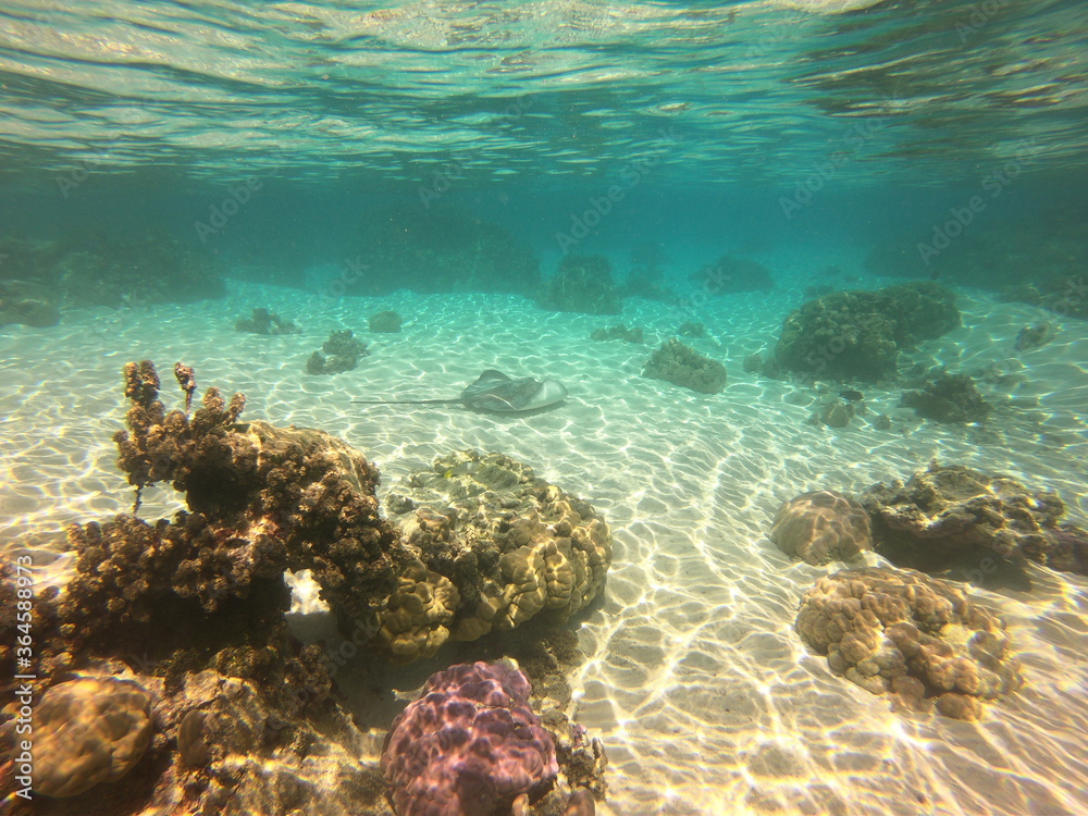Fototapeta premium Raie pastenague, lagon de Taha'a, Polynésie française