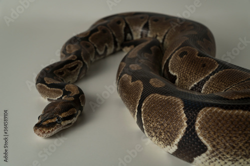 Royal python snake on white background
