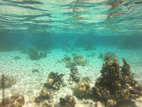 Fototapeta Naklejka Na Ścianę i Meble -  Jardin de corail, lagon de Taha'a, Polynésie française