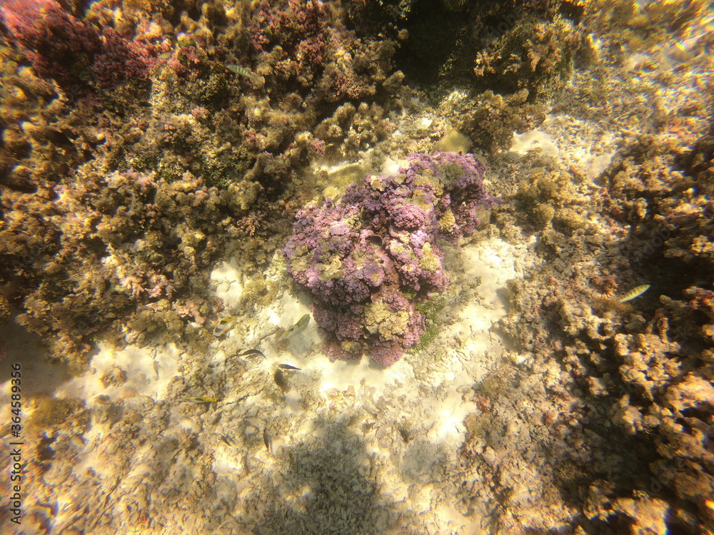 Corail mauve, lagon de Taha'a, Polynésie française Corail mauve, lagon de Taha'a, Polynésie française