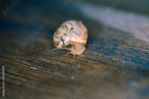 A small snail moves slowly through a tree, leaving behind a trail of mucus. © Alina_Huzova