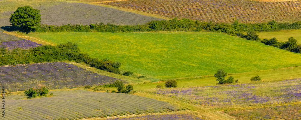 Lavender fields in Provence, colorful background in spring