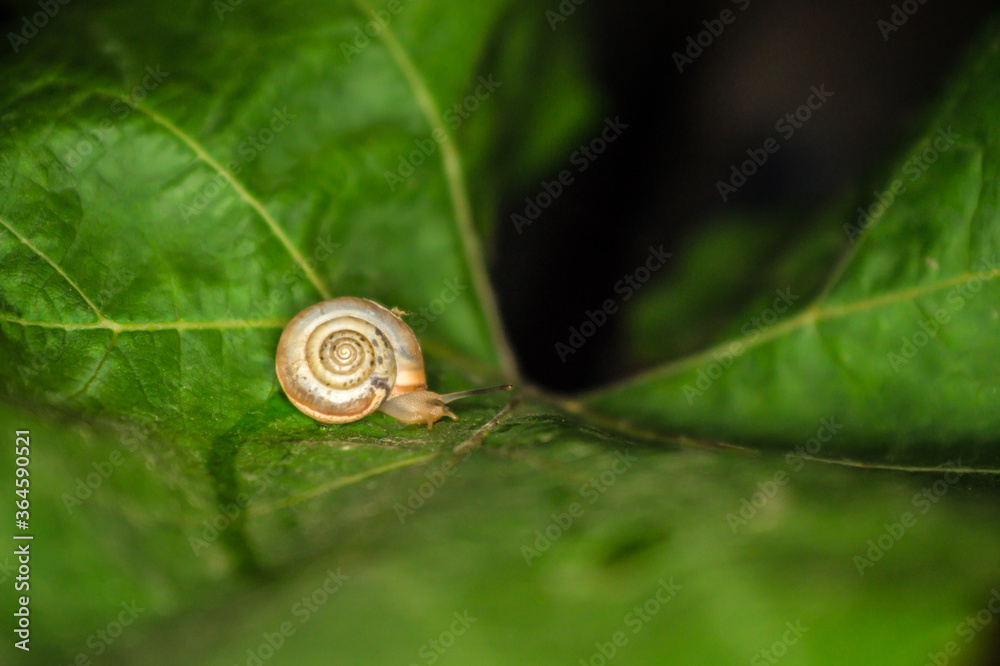 A snail creeps on a green and fresh leaf of grapes in the dark. A snail creeps on a green and fresh leaf of grapes in the dark.