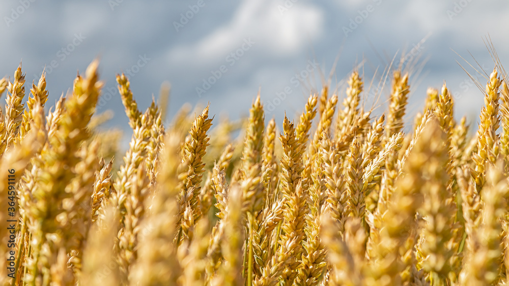 Golden cereal field. Selective focus. Soft focus Golden cereal field. Selective focus. Soft focus