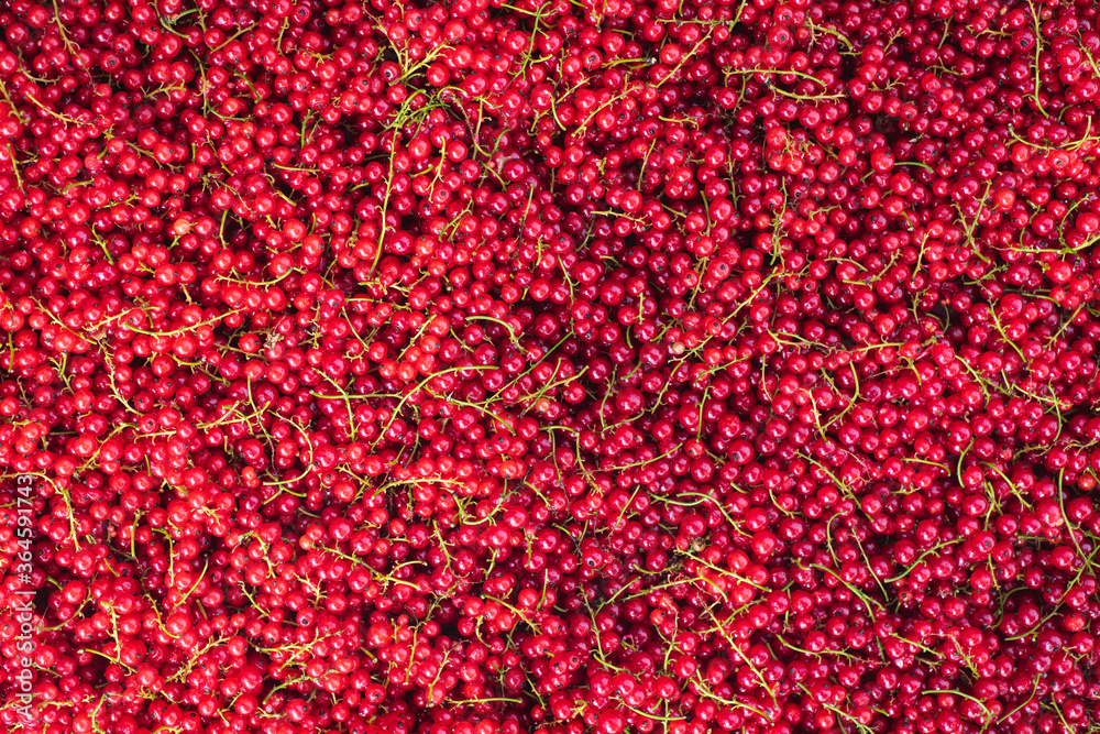 Natural background. Fresh berries of red currant. Summer harvest. Natural background. Fresh berries of red currant. Summer harvest.