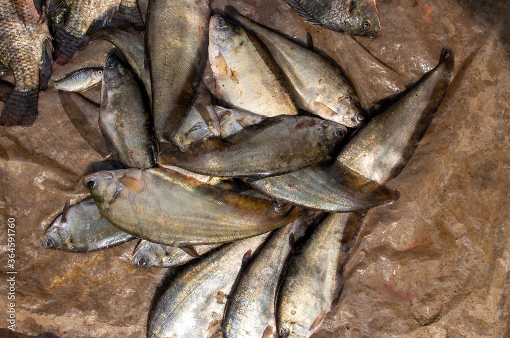 Bronze Featherback Fish in an Indian Market for Selling