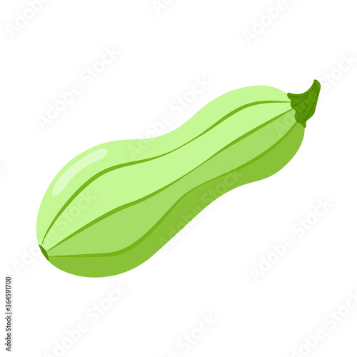 Squash vegetable isolated on white background. Zucchini flat icon.