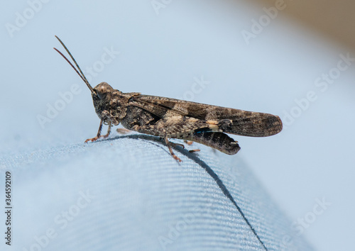 Carolina Grasshopper, or Carolina Locust (Dissosteira Carolina), also known as black-winged grasshopper or road-duster 