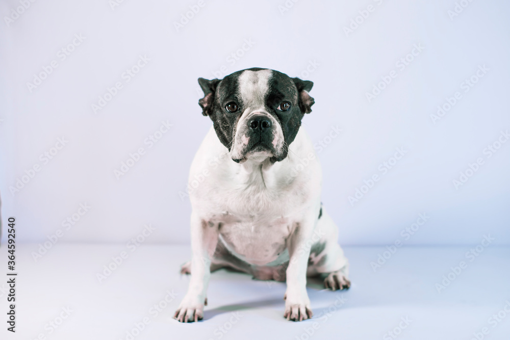 French bulldog dog of black and white color sitting on a white background looking forward.