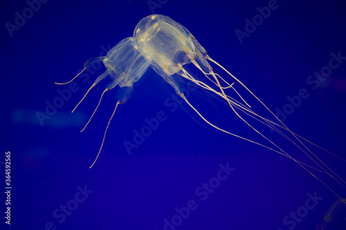 Fotografiet Box Jellyfish, Two Oceans Aquarium, Cape Town, South Africa