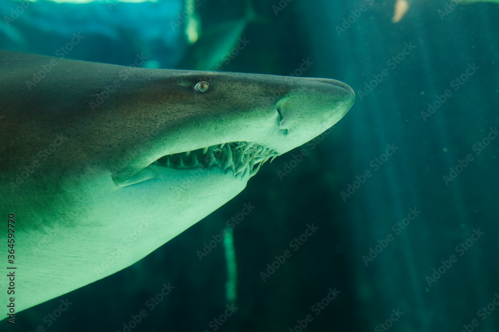 Naklejka premium Ragged Tooth Shark, Two Oceans Aquarium, Cape Town, South Africa