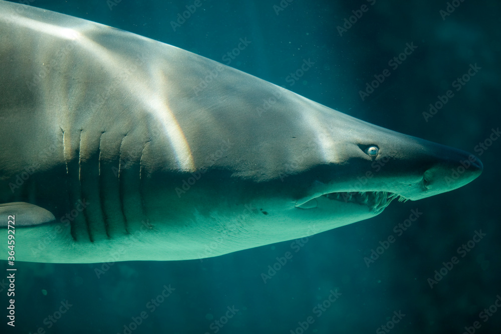 Fototapeta premium Ragged Tooth Shark, Two Oceans Aquarium, Cape Town, South Africa