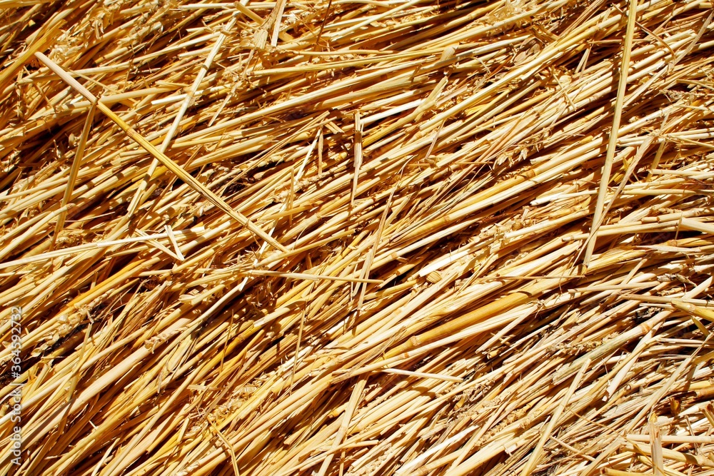 texture of hay texture of hay
