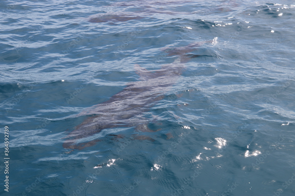 Naklejka premium Dauphin sauvage du lagon de Rangiroa, Polynésie française