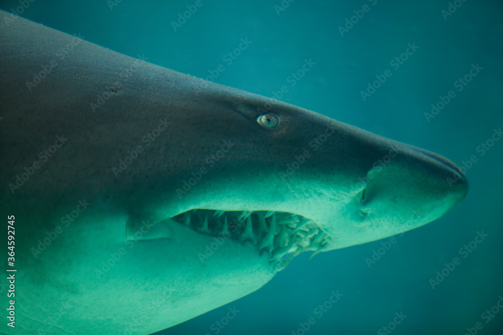 Naklejka premium Ragged Tooth Shark, Two Oceans Aquarium, Cape Town, South Africa