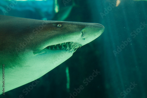 Ragged Tooth Shark  Two Oceans Aquarium  Cape Town  South Africa