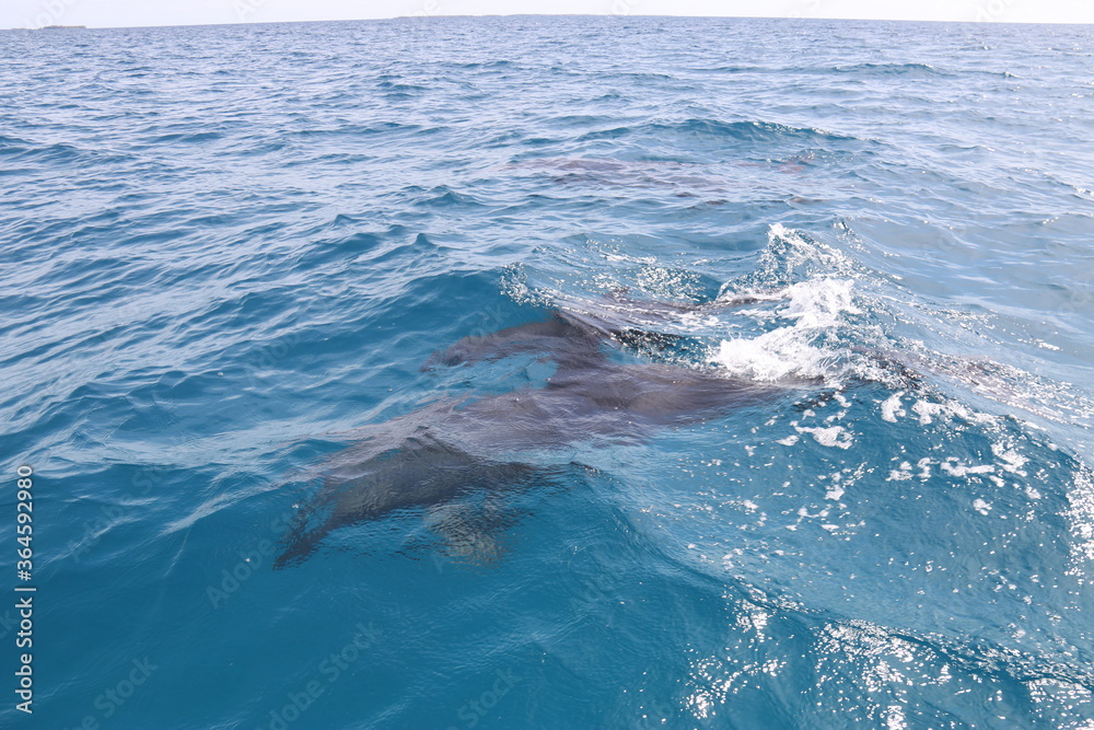 Naklejka premium Dauphins sauvages du lagon de Rangiroa, Polynésie française