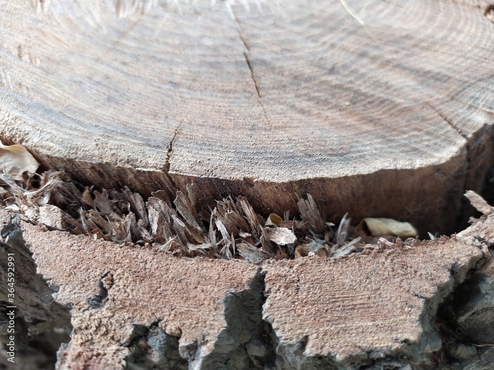 Rings on the surface of a felled tree Rings on the surface of a felled tree