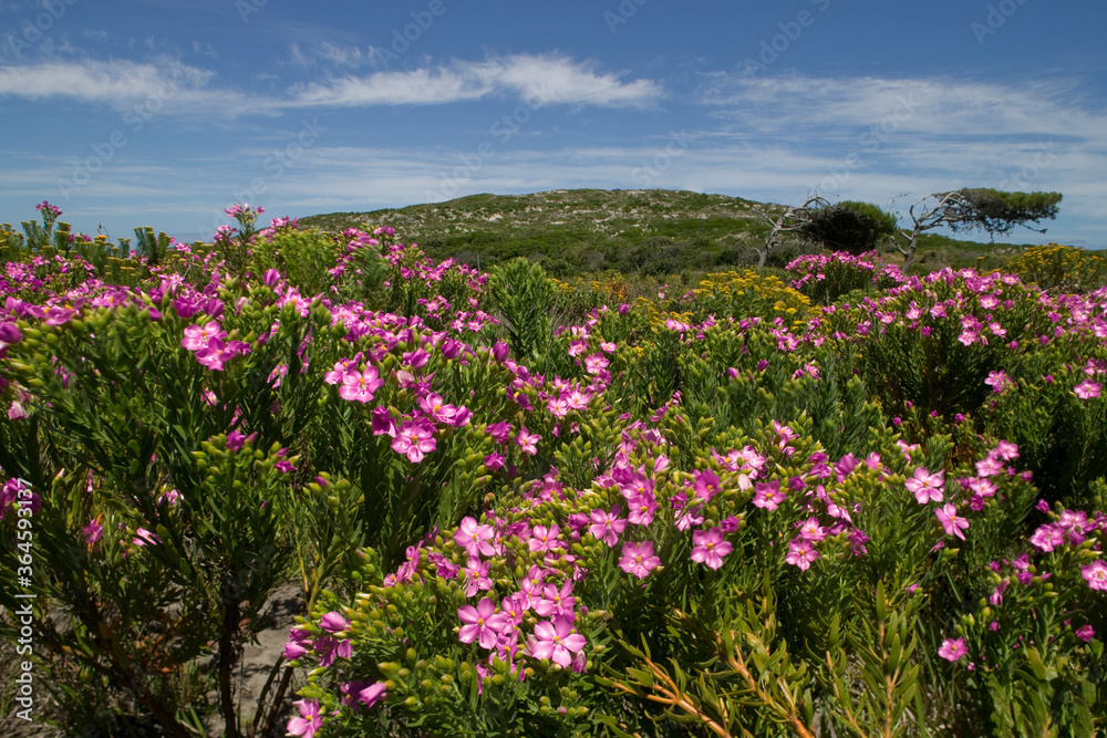 Wildflowers, Table Mountain National Park, Cape Town, South Africa