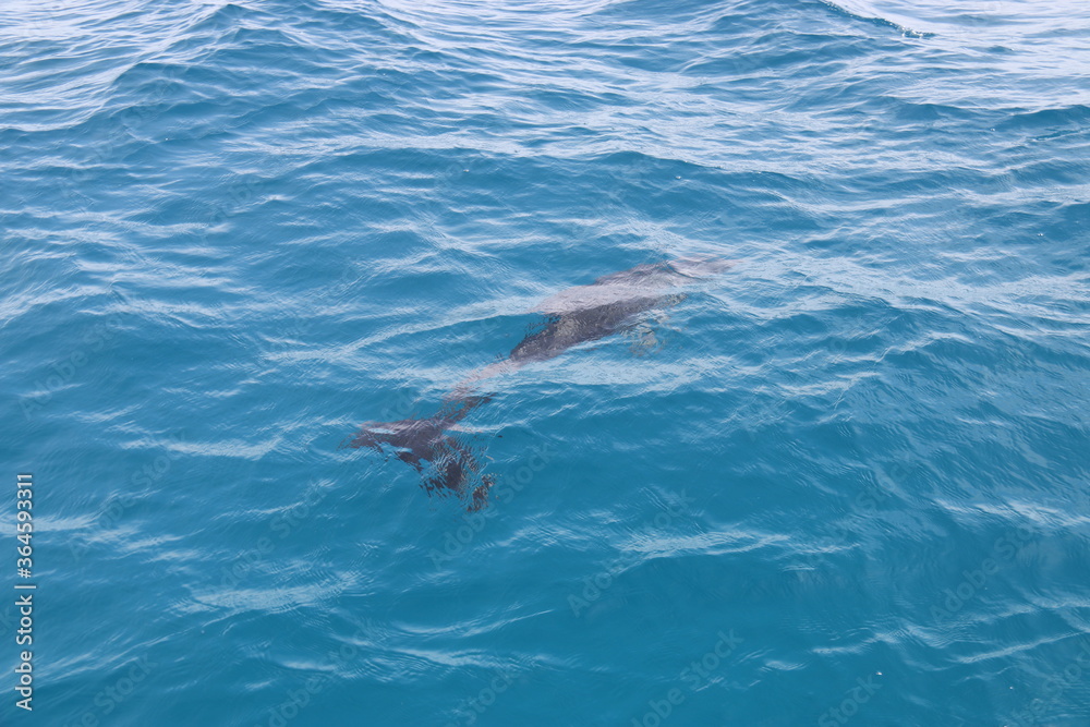 Obraz premium Dauphin sauvage du lagon de Rangiroa, Polynésie française