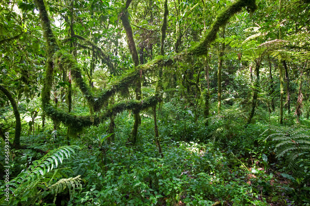 Fototapeta premium Bwindi Impenetrable Forest, Bwindi Impenetrable National Park, Uganda, Africa