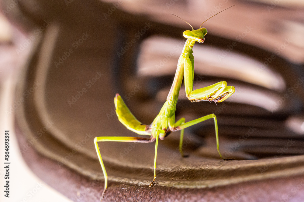 Praying Mantis