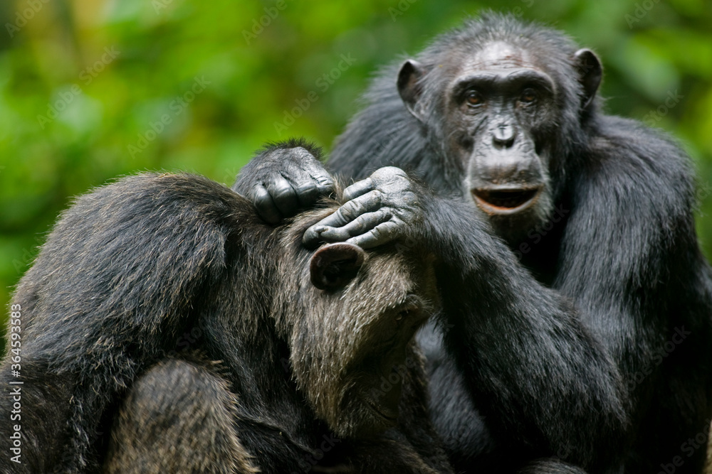Chimpanzees, Kibale Forest Reserve, Uganda, Africa Chimpanzees, Kibale Forest Reserve, Uganda, Africa