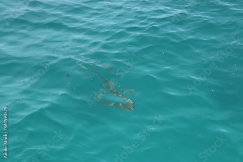Requin de lagon à Rangiroa, Polynésie française