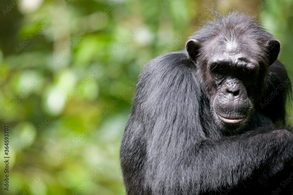 Chimpanzee, Kibale Forest Reserve, Uganda, Africa Chimpanzee, Kibale Forest Reserve, Uganda, Africa
