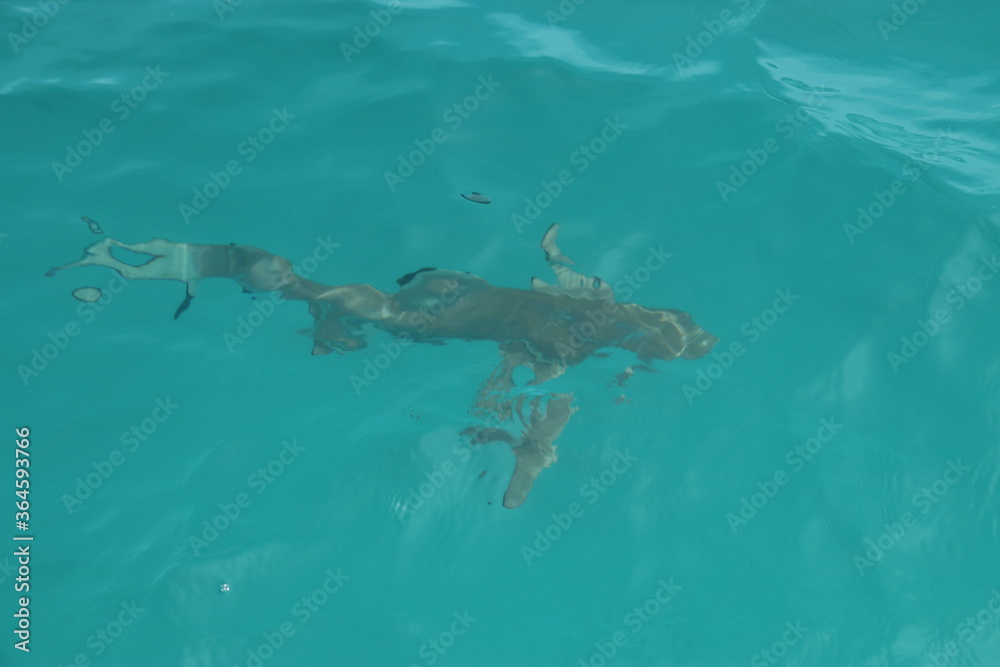 Fototapeta premium Requin de lagon à Rangiroa, Polynésie française