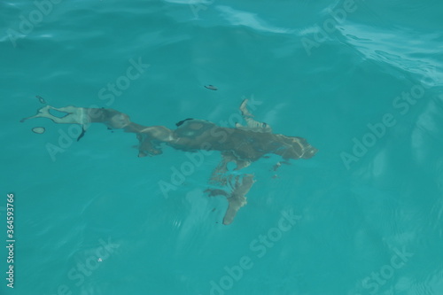 Requin de lagon à Rangiroa, Polynésie française