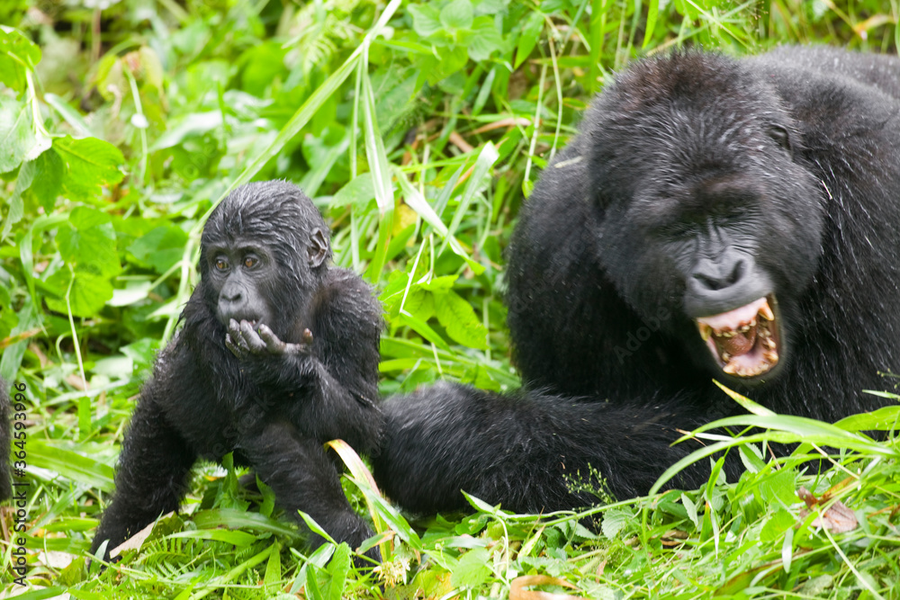 Obraz premium Silverback Mountain Gorilla with Baby, Bwindi Impenetrable National Park, Uganda, Africa