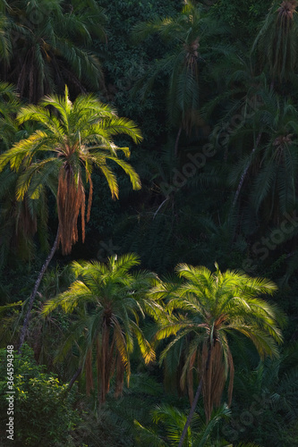 Palm Trees near Victoria Falls, Mosi-Oa-Tunya National Park, Zambia