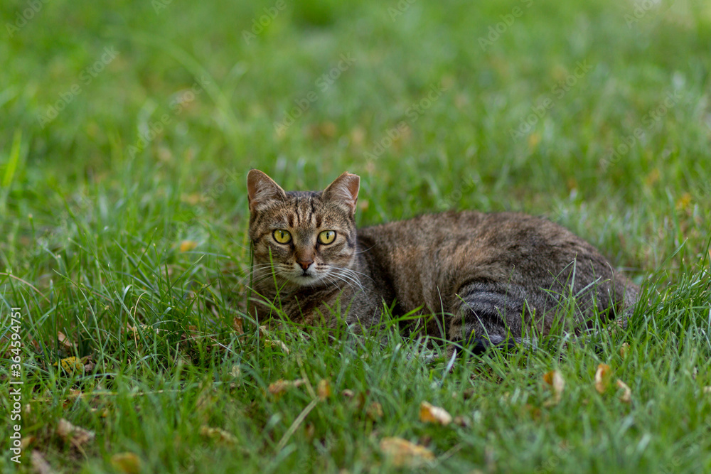 tabby cat lying in the grass