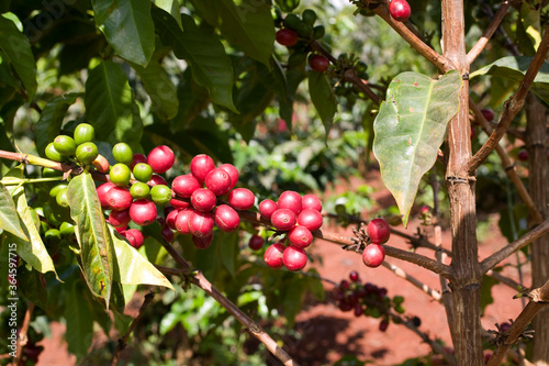 Arabica Coffee Beans, Ruira, Kenya, Africa