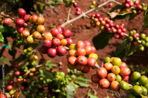 Arabica Coffee Beans, Ruira, Kenya, Africa