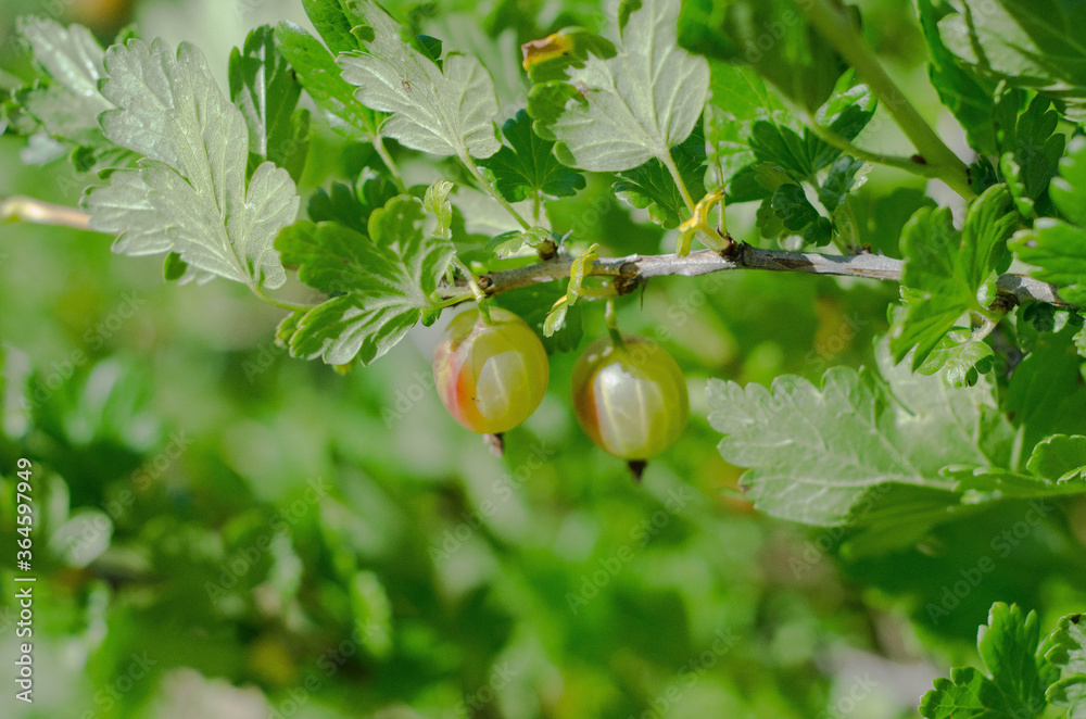 Fototapeta premium gooseberry