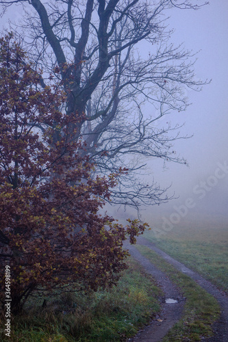 Fototapeta Naklejka Na Ścianę i Meble -  Drzewa na skraju drogi, koło łąki we mgle 
