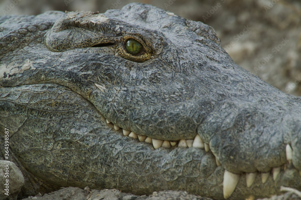 Obraz premium Crocodile, Makgadikgadi Pans, Botswana, Africa