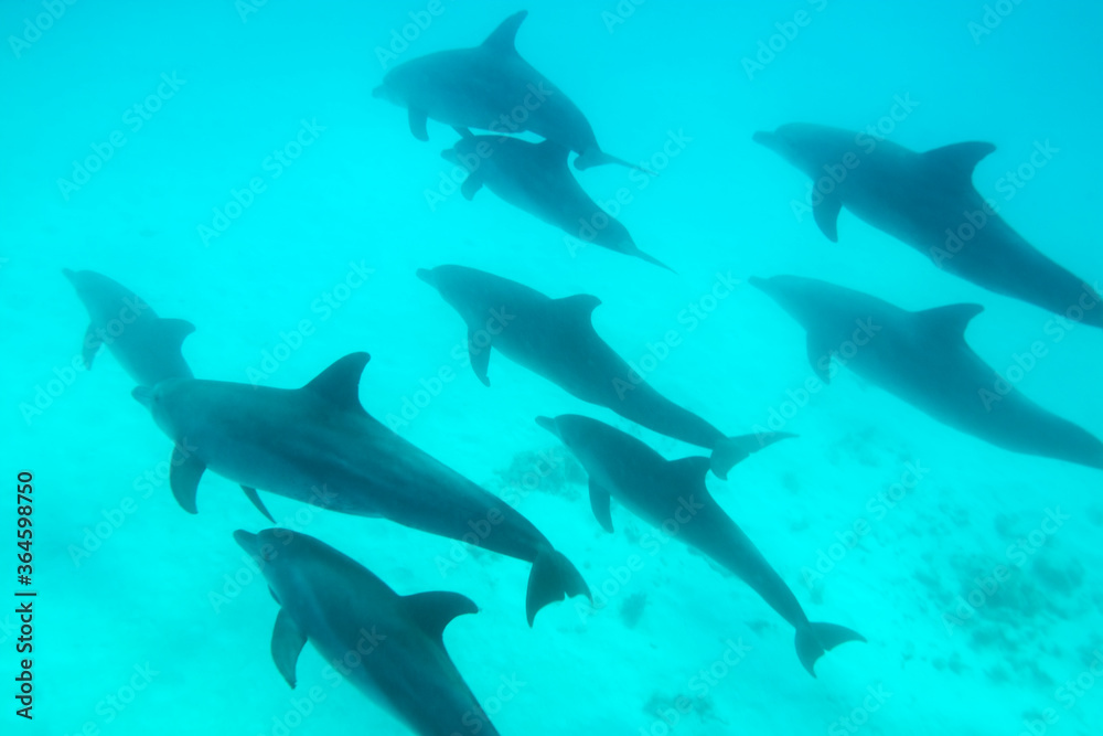 Obraz premium Bottlenose Dolphins, Matemwe Bay, Zanzibar, Tanzania, Africa